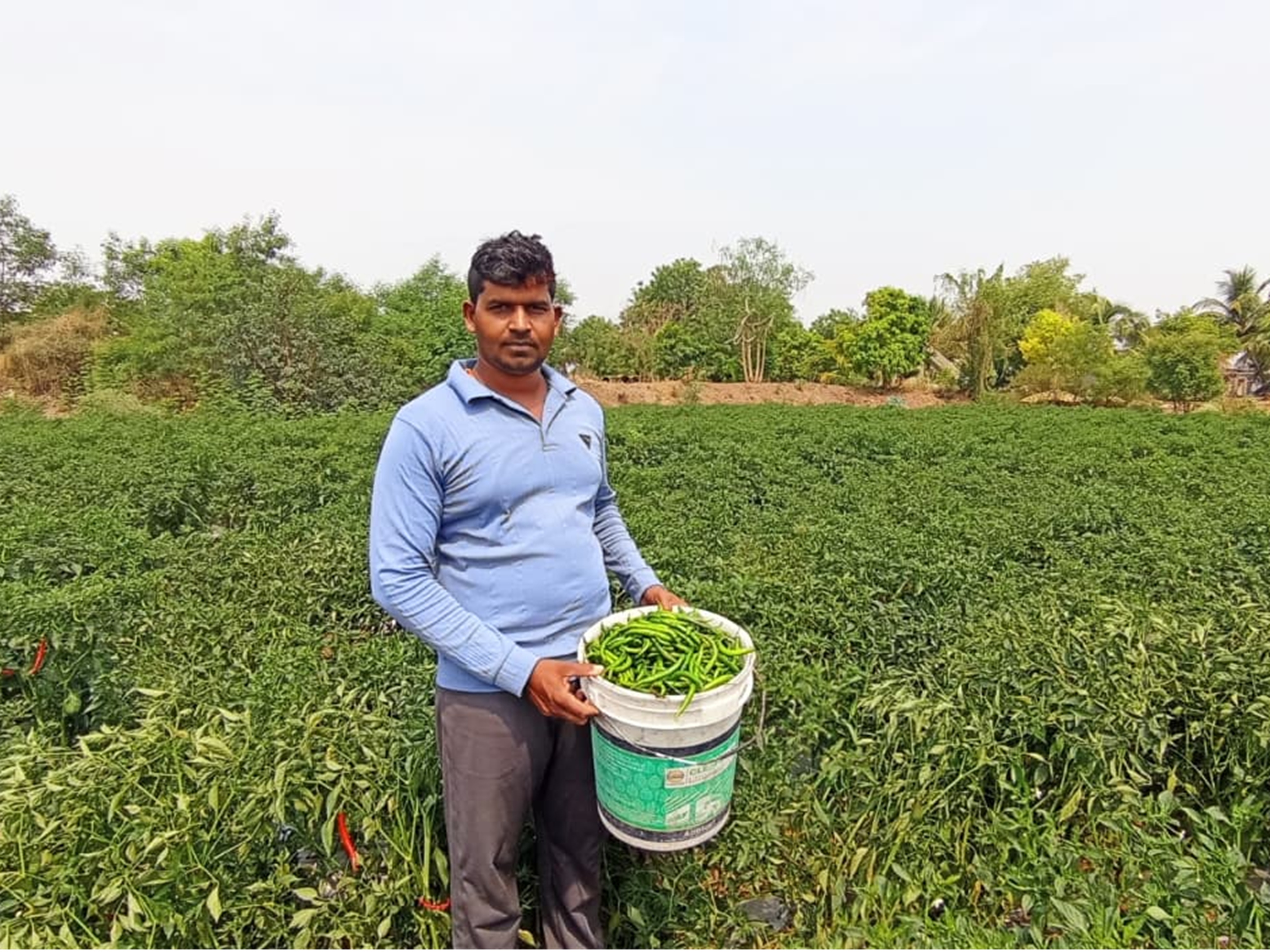 chilli_farming