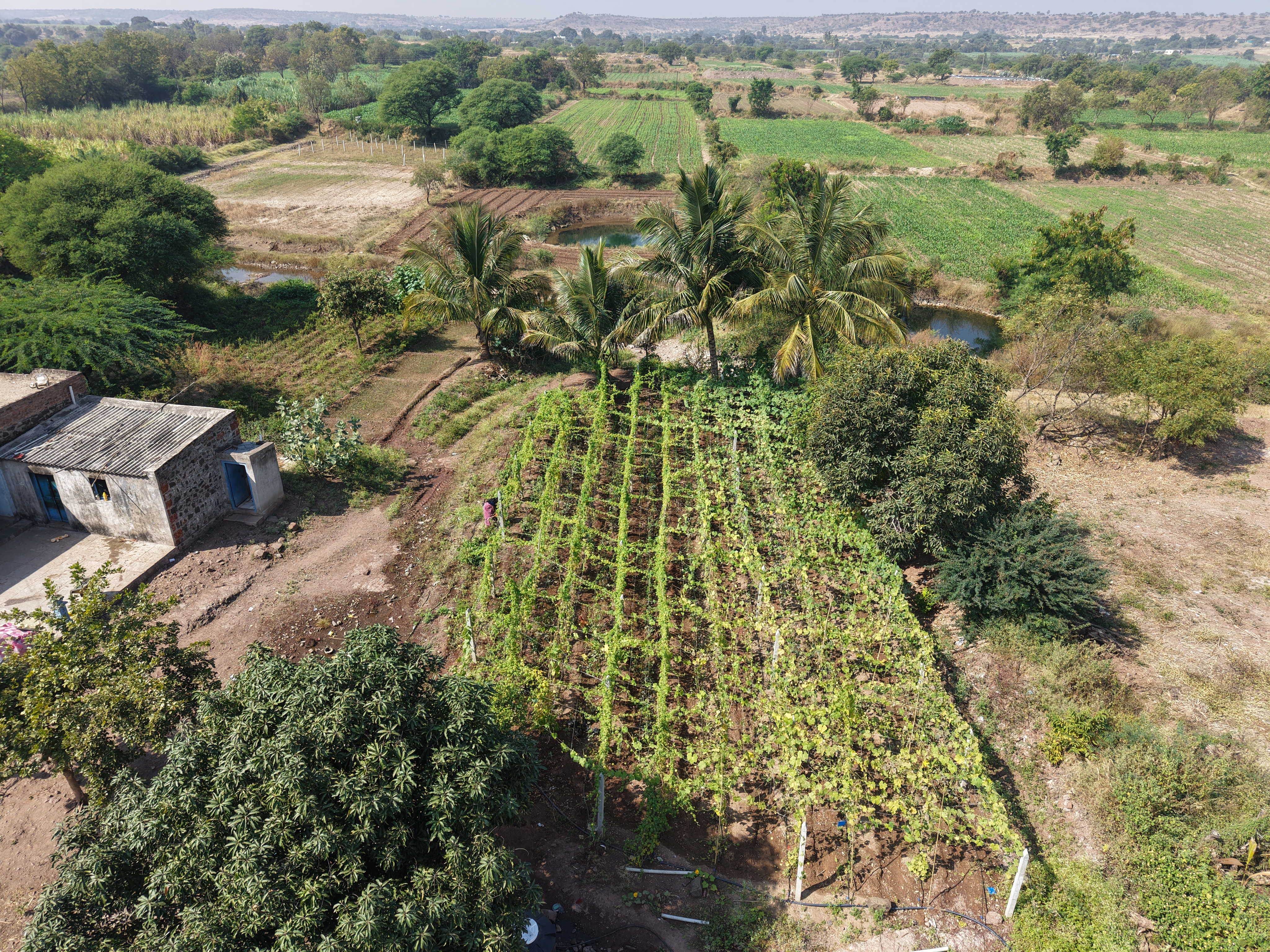 vegetable_cultivation